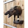 Image 3 : African Bush Pig Half Body Taxidermy Mount