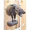 Image 4 : African Bush Pig Half Body Taxidermy Mount
