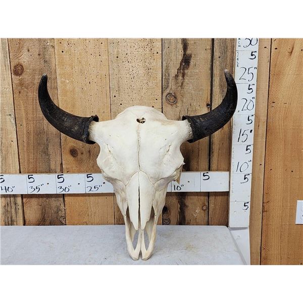 American Bison Buffalo Skull Taxidermy