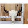Image 1 : American Bison Buffalo Skull Taxidermy