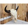 Image 2 : American Bison Buffalo Skull Taxidermy