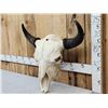 Image 3 : American Bison Buffalo Skull Taxidermy