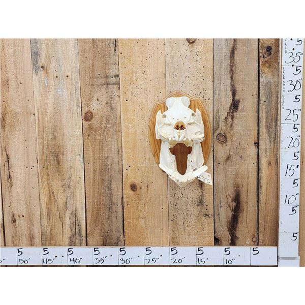 Wild Boar Hog Skull Taxidermy