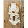 Image 2 : Wild Boar Hog Skull Taxidermy