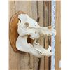 Image 3 : Wild Boar Hog Skull Taxidermy