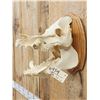 Image 4 : Wild Boar Hog Skull Taxidermy