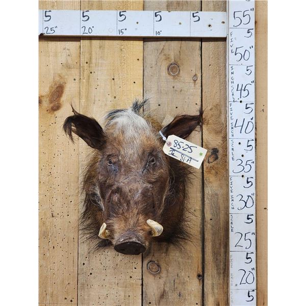 African Bush Pig Shoulder Mount Taxidermy
