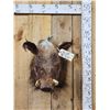 Image 1 : African Bush Pig Shoulder Mount Taxidermy