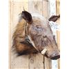 Image 2 : African Bush Pig Shoulder Mount Taxidermy