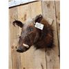 Image 3 : African Bush Pig Shoulder Mount Taxidermy