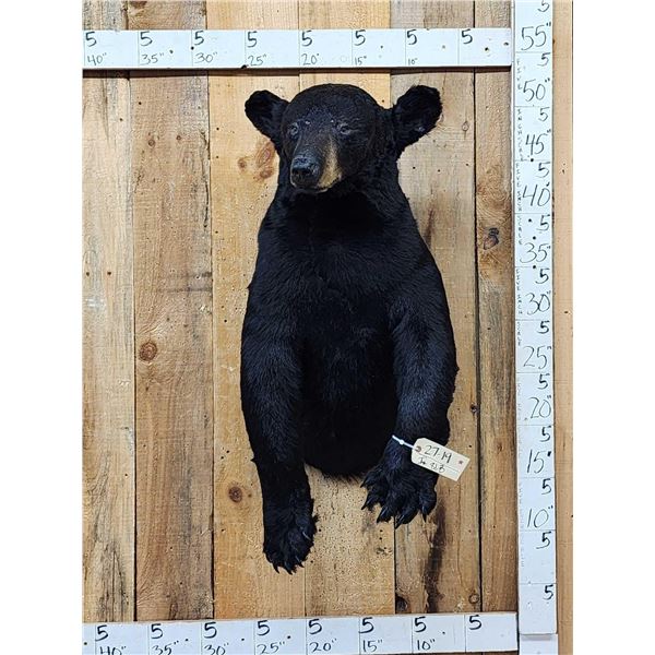 Black Bear Half Body Taxidermy Mount