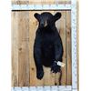 Image 1 : Black Bear Half Body Taxidermy Mount