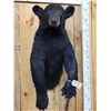 Image 2 : Black Bear Half Body Taxidermy Mount
