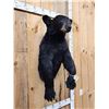 Image 3 : Black Bear Half Body Taxidermy Mount