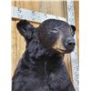Image 4 : Black Bear Half Body Taxidermy Mount