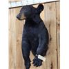 Image 5 : Black Bear Half Body Taxidermy Mount