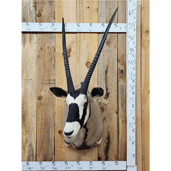 African Gemsbok Shoulder Mount Taxidermy