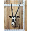 Image 1 : African Gemsbok Shoulder Mount Taxidermy