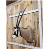 Image 2 : African Gemsbok Shoulder Mount Taxidermy