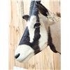 Image 3 : African Gemsbok Shoulder Mount Taxidermy