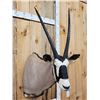 Image 4 : African Gemsbok Shoulder Mount Taxidermy