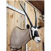 Image 5 : African Gemsbok Shoulder Mount Taxidermy