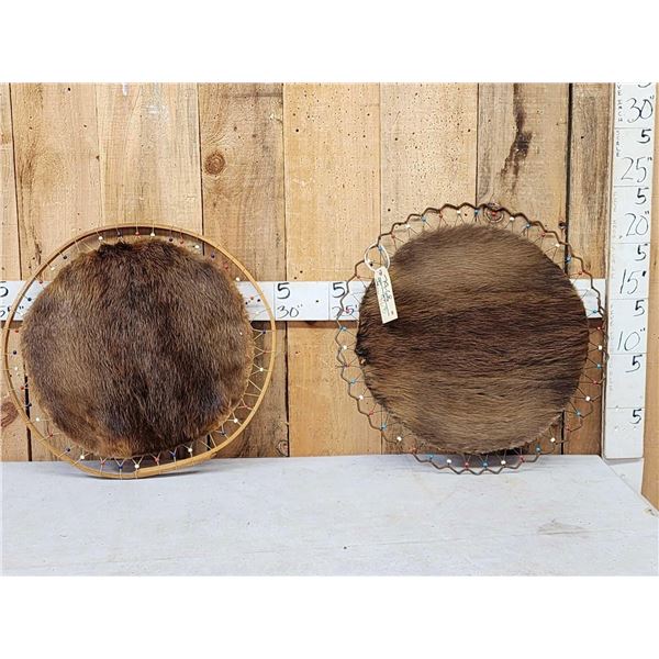 Two Beaver Hoops Taxidermy