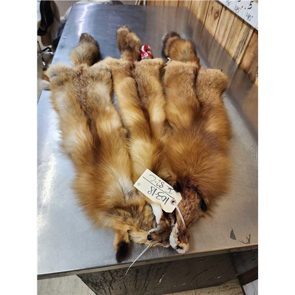 3 Red Fox Soft Tanned Furs Taxidermy