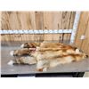 Image 3 : 3 Red Fox Soft Tanned Furs Taxidermy