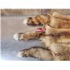 Image 4 : 3 Red Fox Soft Tanned Furs Taxidermy