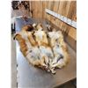 Image 5 : 3 Red Fox Soft Tanned Furs Taxidermy