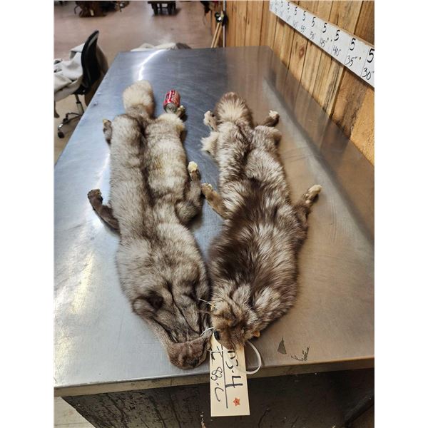 2 Ranch Fox Soft Tanned Furs Taxidermy