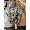 Image 1 : 2 Ranch Fox Soft Tanned Furs Taxidermy
