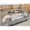 Image 4 : 2 Ranch Fox Soft Tanned Furs Taxidermy