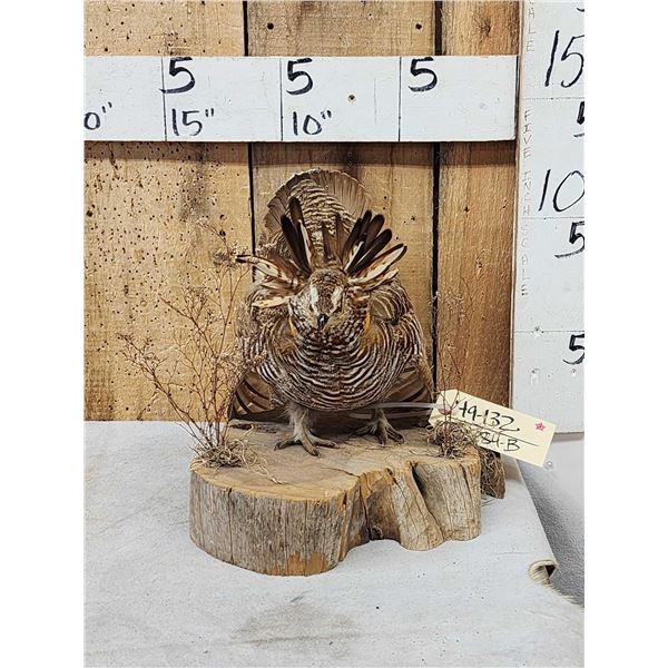 Strutting Prairie Chicken Full Body Bird Taxidermy