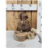 Image 1 : Strutting Prairie Chicken Full Body Bird Taxidermy