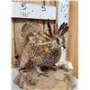 Image 2 : Strutting Prairie Chicken Full Body Bird Taxidermy