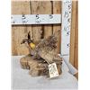 Image 3 : Strutting Prairie Chicken Full Body Bird Taxidermy