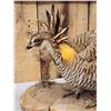 Image 4 : Strutting Prairie Chicken Full Body Bird Taxidermy