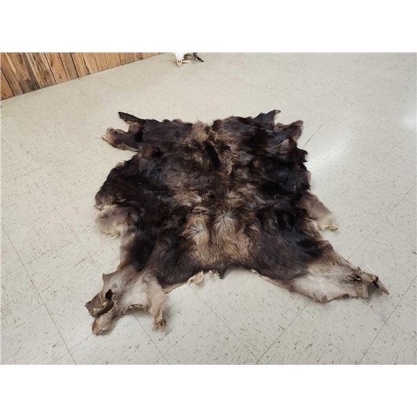 Moose Soft Tanned Skin Taxidermy