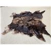 Image 2 : Moose Soft Tanned Skin Taxidermy