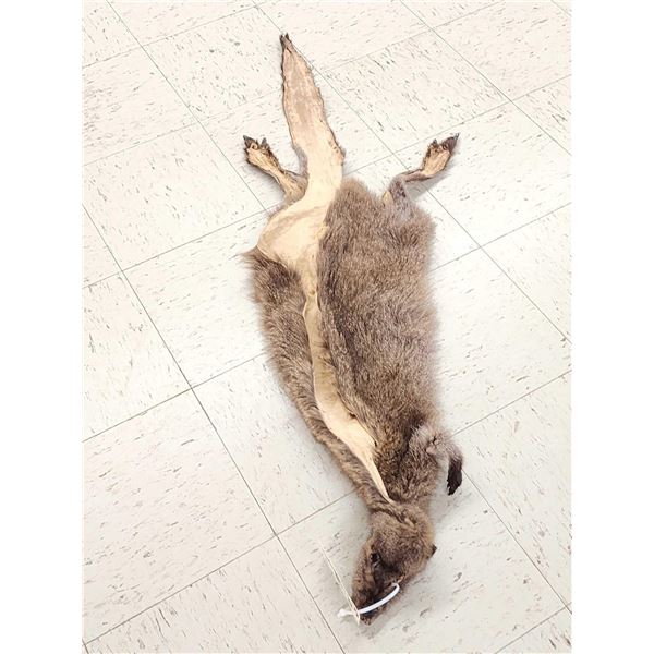 Wallaby Soft Tanned Fur Taxidermy