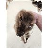 Image 2 : Wallaby Soft Tanned Fur Taxidermy