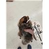 Image 3 : Wallaby Soft Tanned Fur Taxidermy