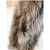 Image 4 : Wallaby Soft Tanned Fur Taxidermy