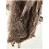 Image 5 : Wallaby Soft Tanned Fur Taxidermy