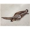 Image 6 : Wallaby Soft Tanned Fur Taxidermy