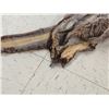 Image 7 : Wallaby Soft Tanned Fur Taxidermy
