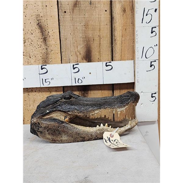 14" Alligator Head Taxidermy