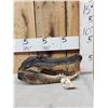 Image 1 : 14" Alligator Head Taxidermy